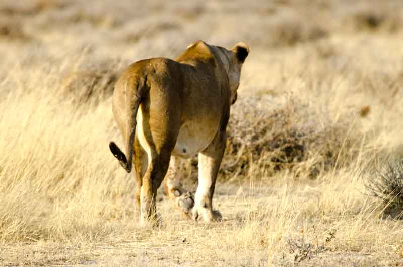 96 - Namibia - leones comiendo - parque nacional de Etosha